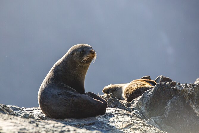 Milford Sound Cruise - RealNZ - Meeting and Pickup Details