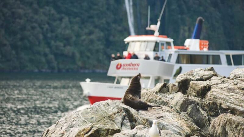 Milford Sound: Discover More on Our Longest Cruise - An In-Depth Look at the Milford Sound Longest Cruise Experience