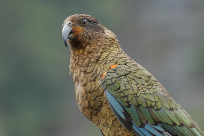 Milford Sound Discovery Tour - Terms and Conditions