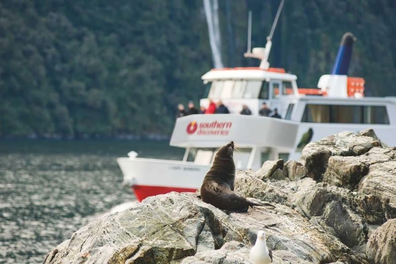 Milford Sound Extended Cruise by Southern Discoveries - At a glance