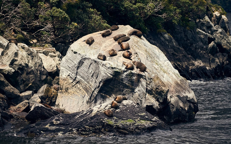 Milford Sound Extended Cruise on Premium Coach from Queenstown - A full day, paced with breaks