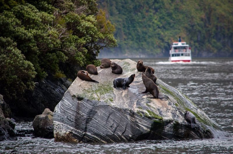 Milford Sound Full-Day Small Group Tour with Lunch - Is the scenic flight worth the extra cost?