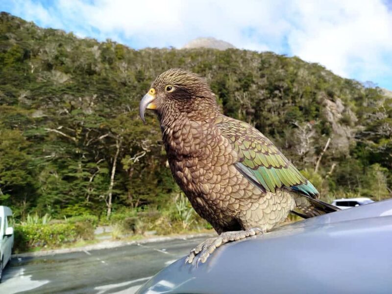 Milford Sound, Mount Cook & More: 4 Day Tour from Auckland - Final Thoughts