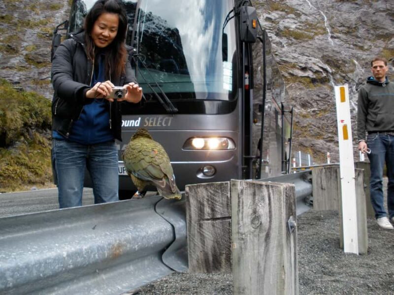 Milford Sound Premium Day Tour and Cruise from Te Anau - Who Is This Tour Best For?