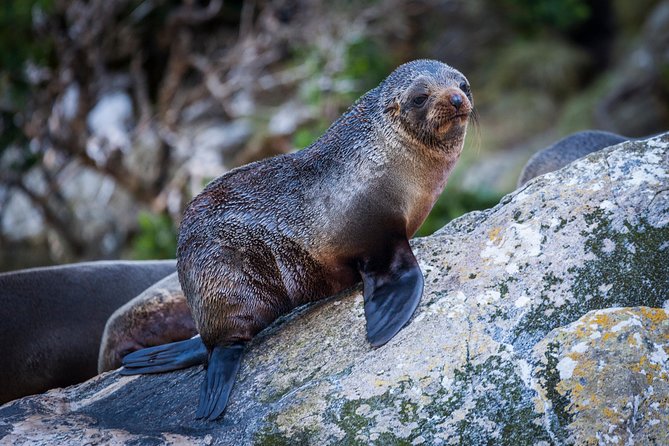 Milford Sound Scenic Cruise - The Sum Up