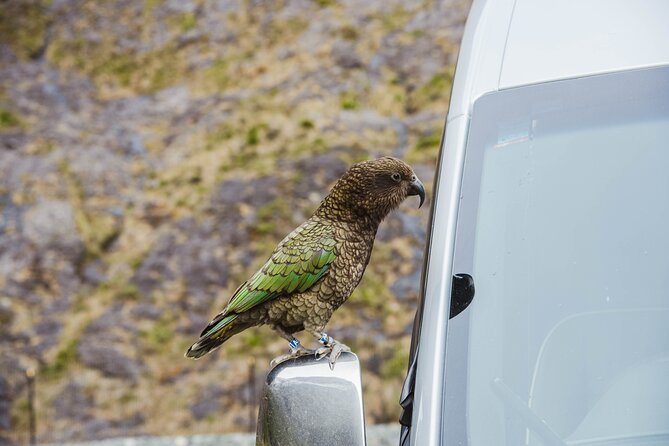 Milford Sound Small Group Tour From Queenstown With Scenic Flight - Common Questions