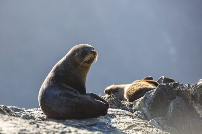 Milford Sound: Wilderness Cruise With Nature Guide - Full Description