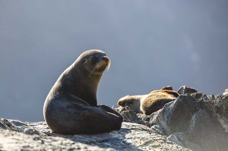 Milford Sound: Wildlife & Nature Cruises - FAQs