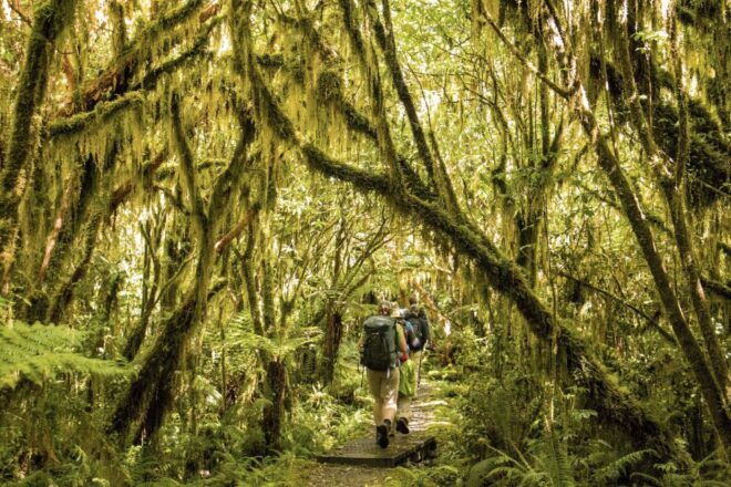 Milford Track: Full Day Guided Hike and Nature Cruise - Requirements and Difficulty