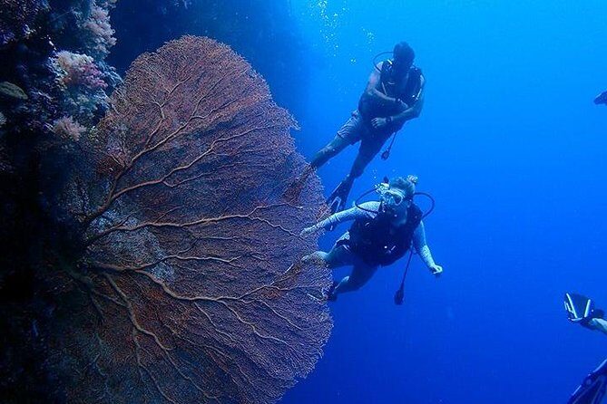 Milky Way, Shark City Island, Beach and Rock Island Tour - Who Is This Tour Best For?