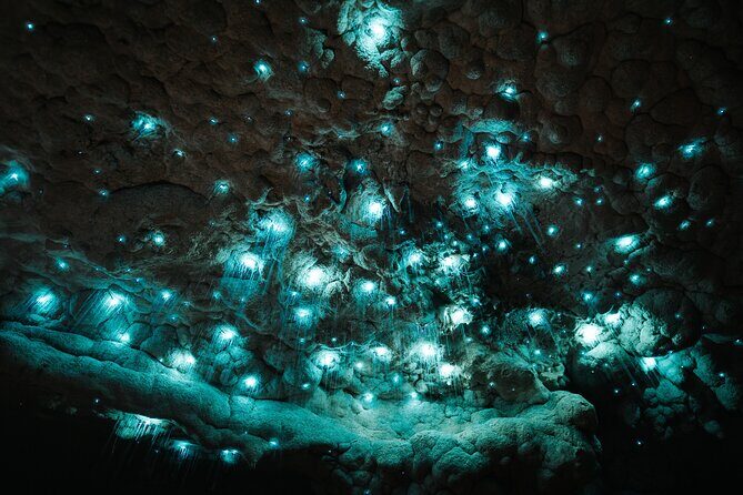 Milkyway Glowworm Cave Tour from Auckland Port - Good To Know