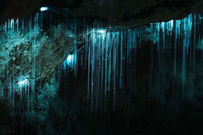 Milkyway Glowworm Cave Tour from Auckland Port - A Deep Dive into the Experience
