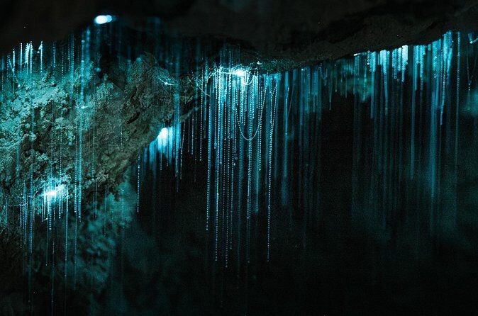 Milkyway Glowworm Cave Tour from Auckland Port - Final Thoughts