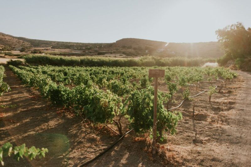 Milos Island: Kostantakis Winery Wine Tasting Experience - Final Thoughts