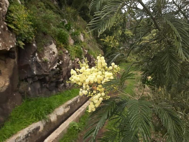 Mimosa Valley Trail: Explore Maroços - Exploring the Mimosa Valley Trail: A Walk Through Madeira’s Natural Charm