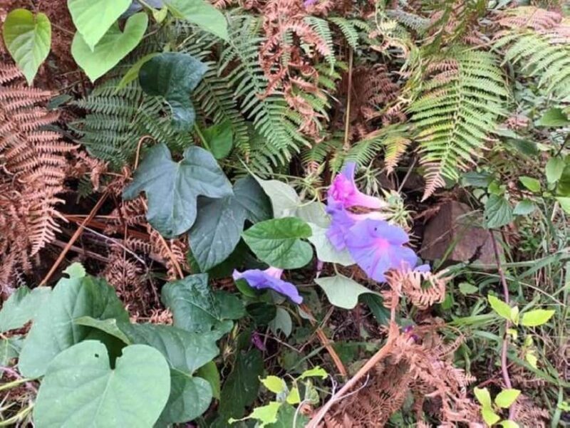 Mimosa Valley Trail: Explore Maroços - FAQs