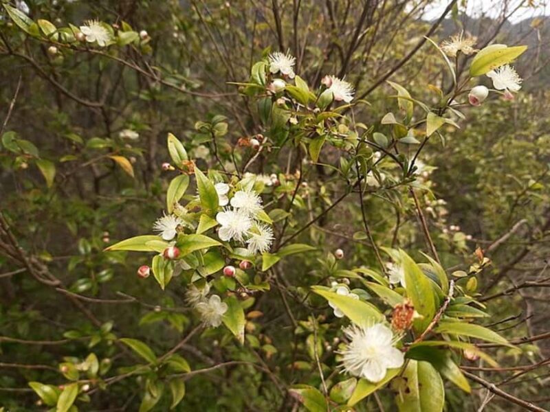 Mimosa Valley Trail: Explore Maroços - Source