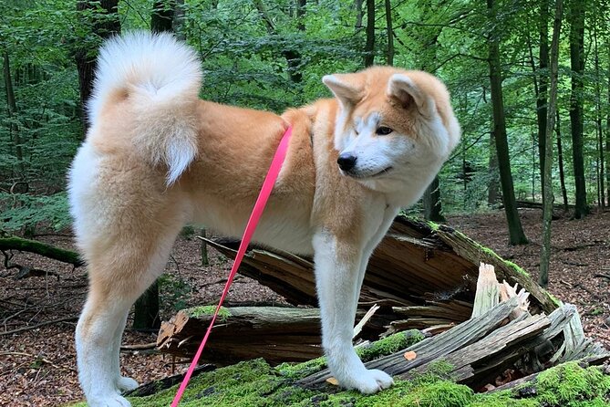 Mindful Forest Bathing With a Picnic Accompanied by an Akita - Creating a Peaceful Picnic Experience