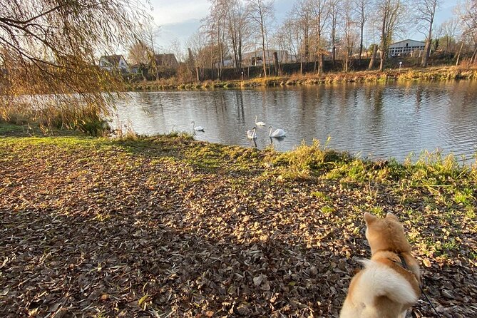 Mindful Forest Bathing With a Picnic Accompanied by an Akita - The Joy of Being Accompanied by an Akita