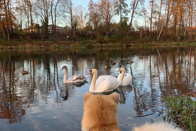 Mindful Forest Bathing With a Picnic Accompanied by an Akita - Immersing Yourself in the Healing Power of Nature
