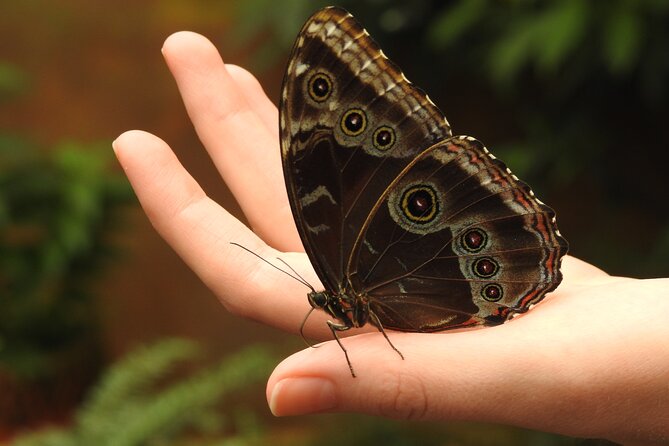 Mindo Cloud Forest Private Day Tour From Quito Hiking, Birding, Waterfalls - Wildlife Encounters