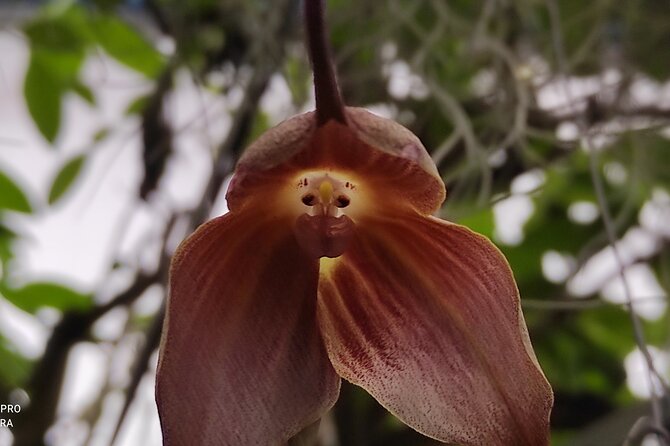 Mindo Orchids & Hummingbirds - Top Hummingbird Species