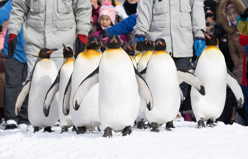 Mini Group for 9 People, Hokkaido Asahikawa & Biei One Day Tour - At Asahiyama Zoo, allow time for a brisk visit