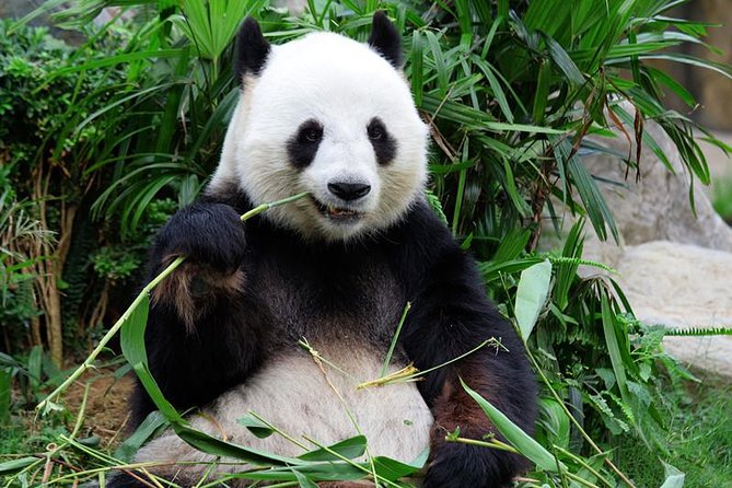 Mini Group: One-Day Panda and Chengdu Lifestyle Highlights Tour - Tour Overview