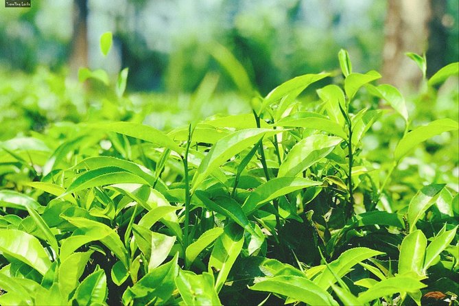 Mini Sri Lanka Tour 4 Nights 5 Days for Couple Price - Frequently Asked Questions