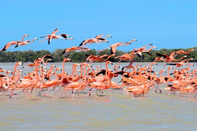 Mini Yucatan 3days 2 nights Chichen Itza Cenote Merida Uxmal Celestun Coba caves from Cancun - Introduction