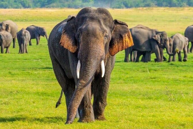 Minneriya And Kaudulla National Park Safari- From Sigiriya - An In-Depth Look at the Safari Experience from Sigiriya