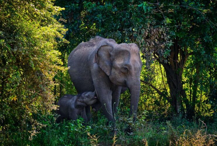 Minneriya Elephant Gathering Spectacle - Booking Details