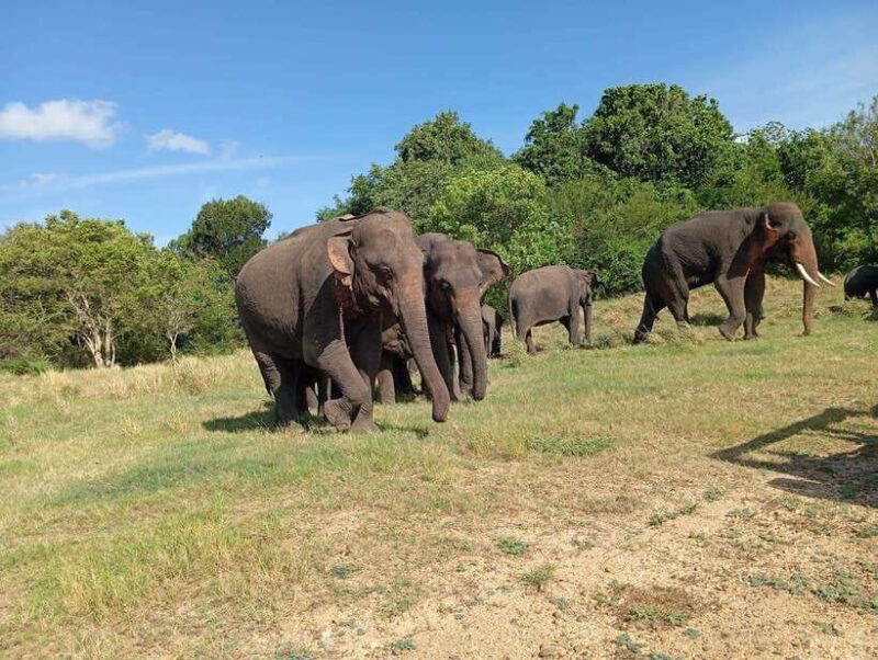 Minneriya: Elephant Safari at Minneriya Park - Hotel Pickup - Who This Tour Is Best For