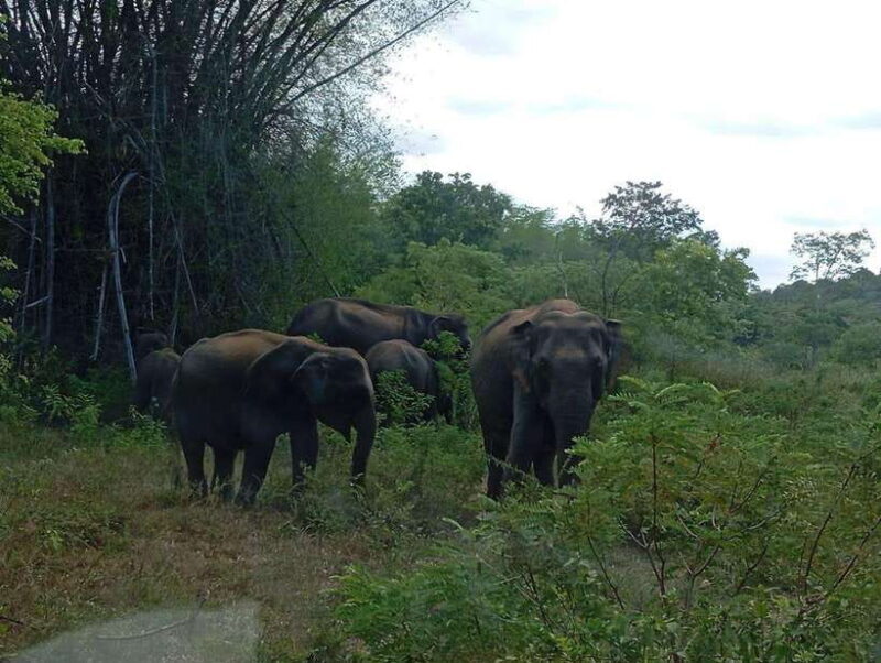 Minneriya: Elephant Safari at Minneriya Park - Hotel Pickup - FAQ