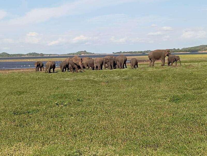 Minneriya: Elephant Safari at Minneriya Park - Hotel Pickup - Good To Know