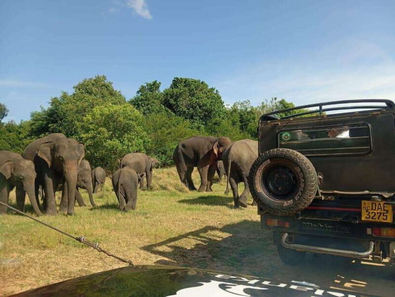 Minneriya: Elephant Safari at Minneriya Park - Hotel Pickup - An In-Depth Look at the Minneriya Elephant Safari