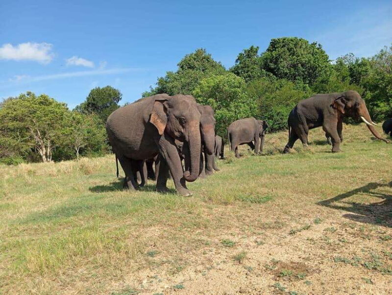 Minneriya: Elephant Safari at Minneriya Park - Hotel Pickup - Who Would Love This Safari?