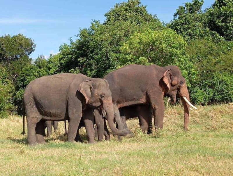 Minneriya: Elephant Safari at Minneriya Park - Hotel Pickup - The Sum Up