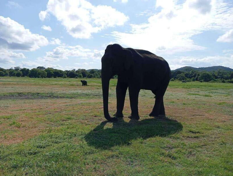 Minneriya: Elephant Safari at Minneriya Park - Hotel Pickup - FAQ