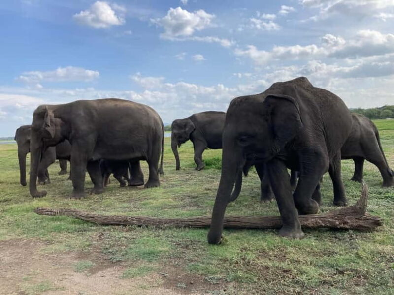 Minneriya Elephant Safari & Polonnaruwa Ancient Place Tours - Comfort and Convenience