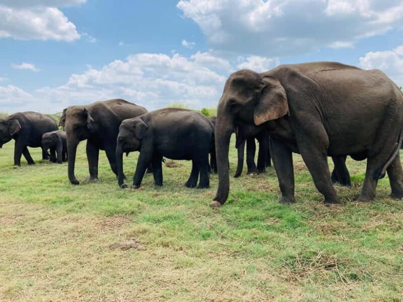 Minneriya Elephant Safari & Polonnaruwa Ancient Place Tours - Final Thoughts