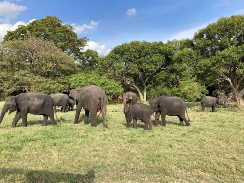 Minneriya Elephant Safari & Polonnaruwa Ancient Place Tours - FAQ