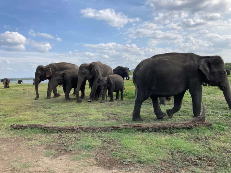 Minneriya Elephant Safari & Polonnaruwa Ancient Place Tours - Who Is This Tour Best For?