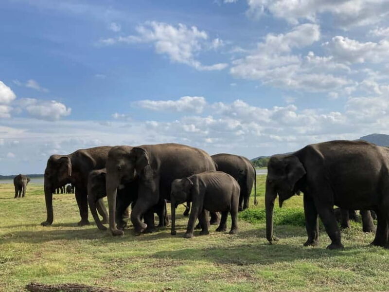Minneriya Elephant Safari & Polonnaruwa Ancient Place Tours - FAQ