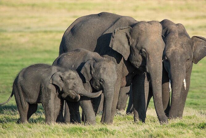 Minneriya Elephant Safari with Driver and Guide - Practical Details and Tips