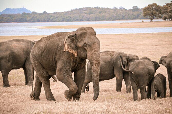 Minneriya Elephant Safari with Driver and Guide - Who Will Love This Tour?