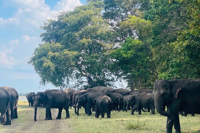 Minneriya Elephant Safari with Driver and Guide - Frequently Asked Questions