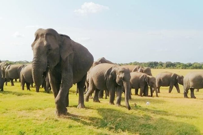 Minneriya Elephant Safari With Sigiriya Rock & Dambulla Cave Temples (Full Day) - Itinerary Details