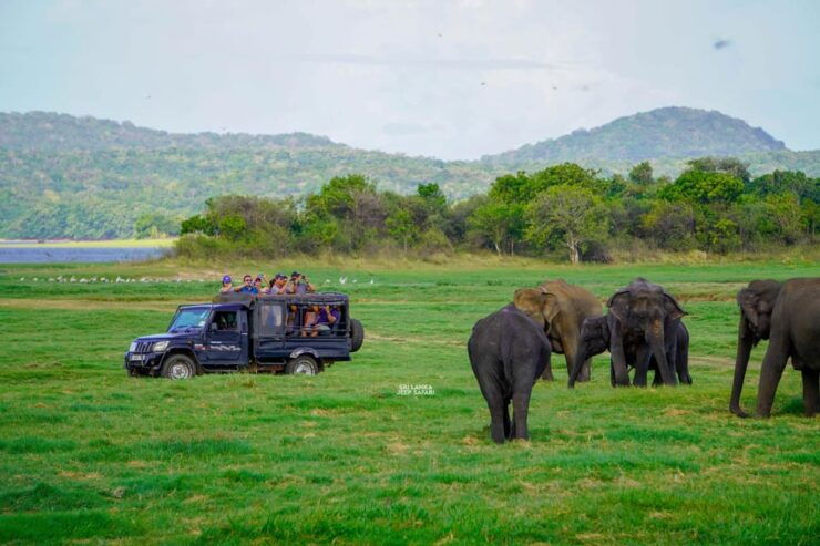 Minneriya: Guided Half-Day Safari With Sri Lankas Elephants - Itinerary and Experience