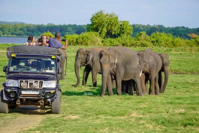 Minneriya: Guided Half-Day Safari With Sri Lankas Elephants - Guided Tour Details